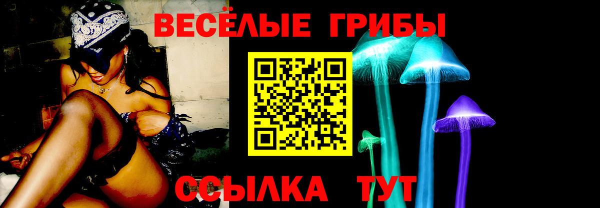 Псилоцибиновые грибы Psilocybe Тара